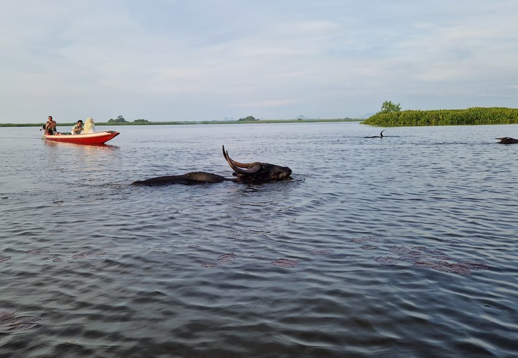 Zwemmende waterbuffel Zwemmende waterbuffel