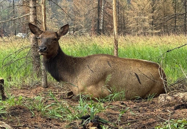 Spot allerlei wilde herstensoorten in de nationale parken