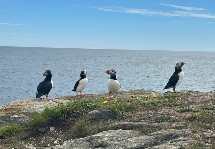Papegaaiduikers in Newfoundland, Canada
