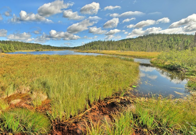 Terra Nova National Park. Newfoundland