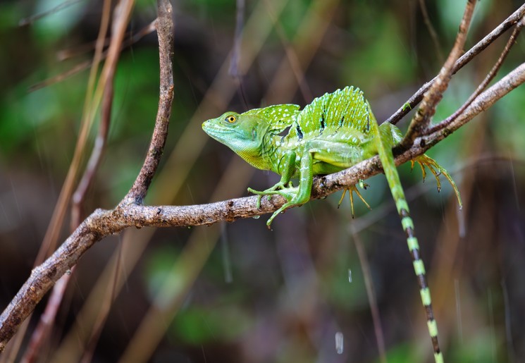 Leguaan in Cano Negro, Costa Rica