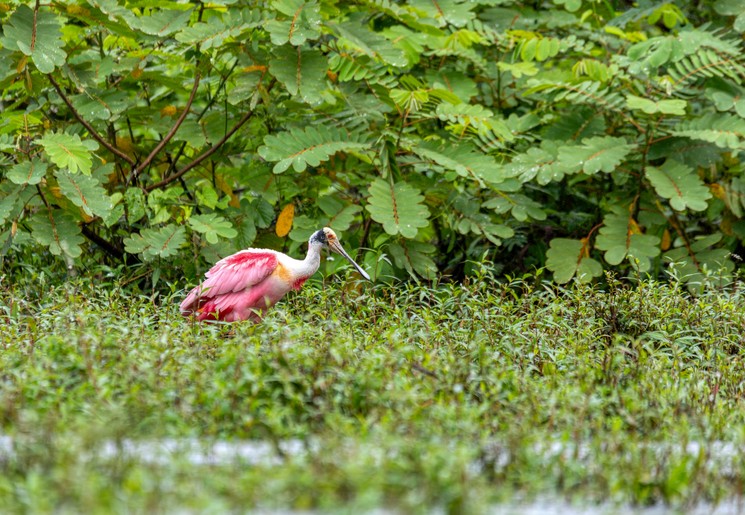 Roze vogel in Cano Negro, Costa Rica