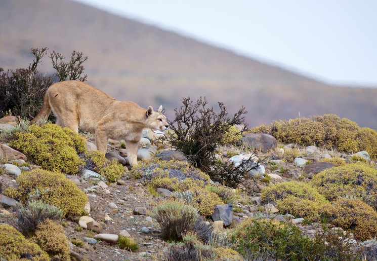 Poema spotten in Torres del Paine National Park, Chili