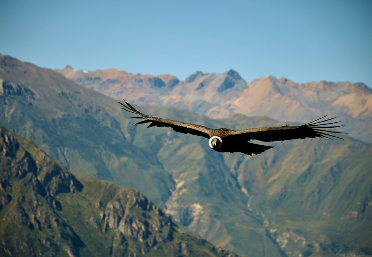 Condors spotten in de Colca Canyon in Peru