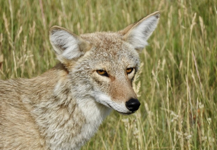 Coyote in Canada