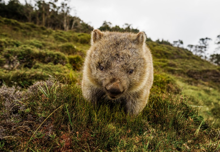 Wombat in Cradle Mountain N.P. Tasmanië, Australië