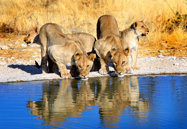 Leeuwen spotten tijdens een safari Etosha in Namibië