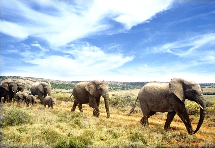 Een kudde olifanten in Addo Elephant National Park, Zuid-Afrika © NMBT