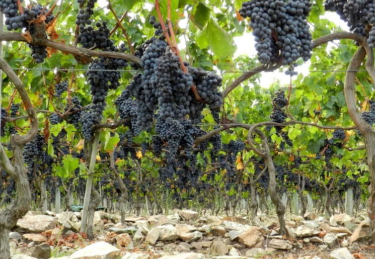 Druiventrossen voor de wijnproductie bij Finca Piedra, Uruguay