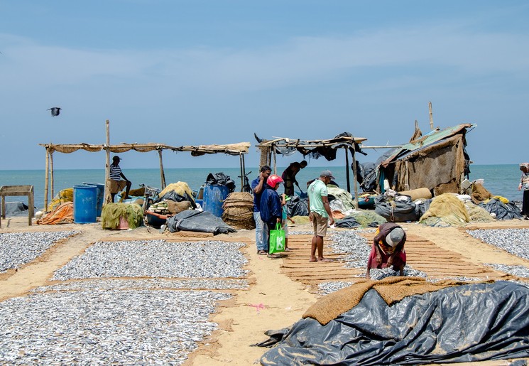 Vismarkt in Negombo, Sri Lanka