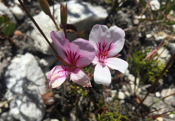 Bloemen in Zuid-Afrika
