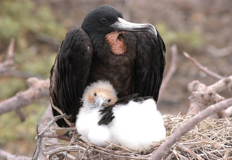 Fregatvogel met jonkie op de Galapagoseilanden