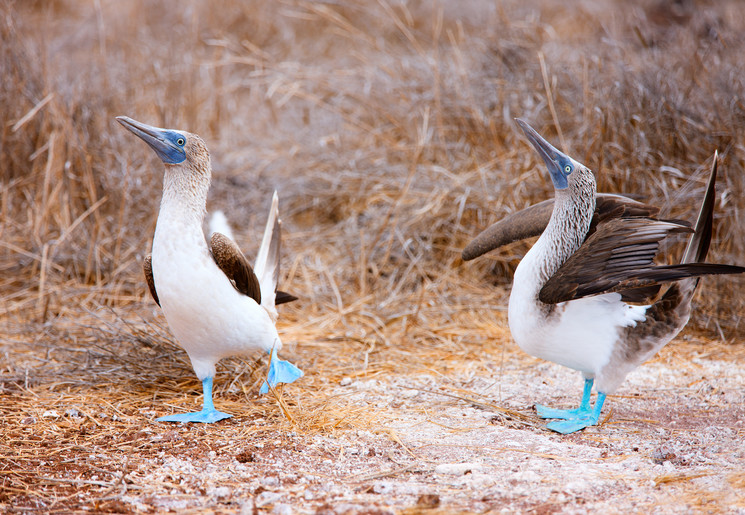 2 blauwvoeten op de Galapagos eilanden