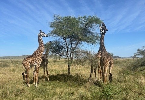 In Tanzania kun je veel giraffes spotten