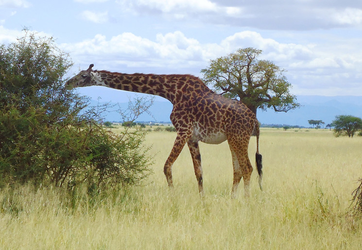 Het eerste dier: de giraffe