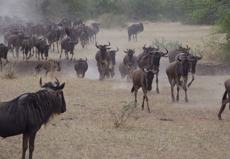 Tijdens de migratie verplaatsen zo'n 1,5 miljoen gnoes zich.