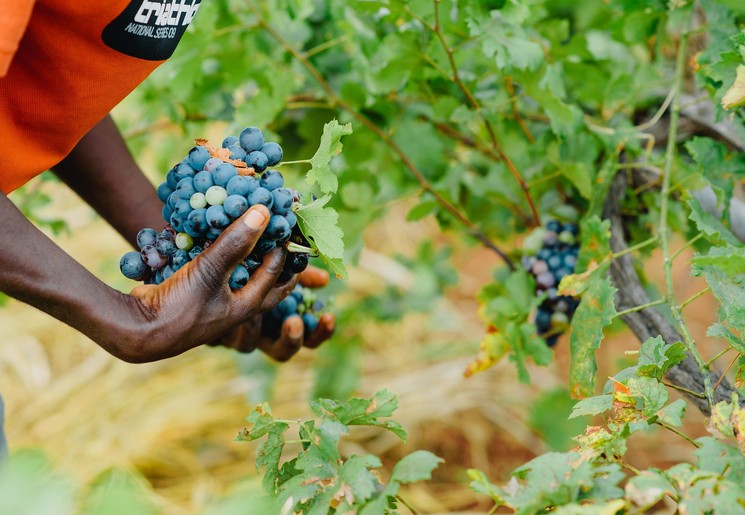 Druiven worden geoogst om wijn te produceren in Tanzania