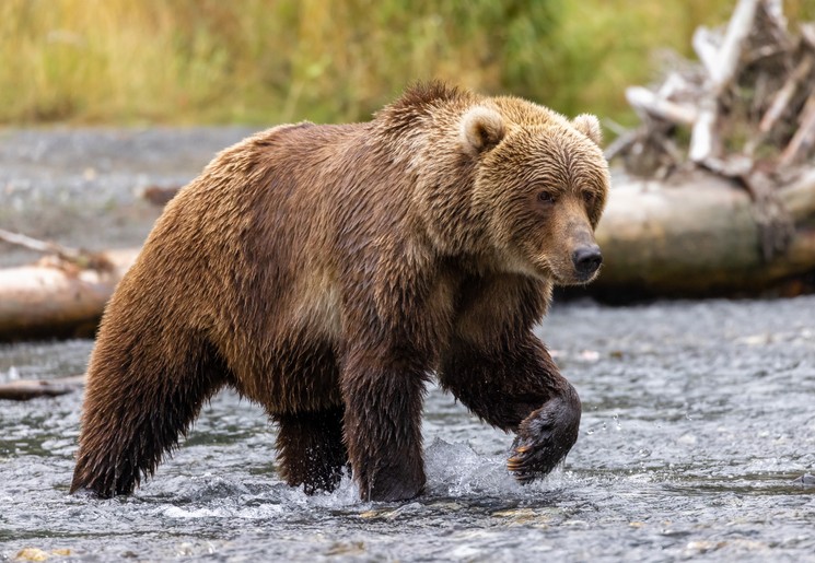 Grizzlybeer in Alaska, Verenigde Staten