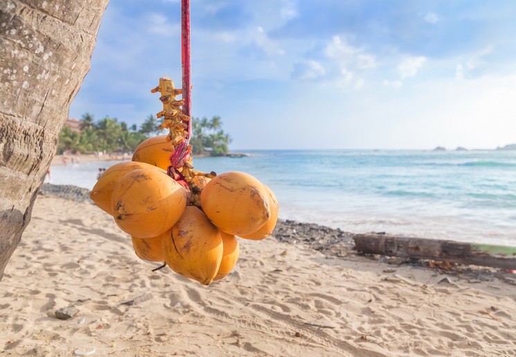 Kokosnoten hangend aan een boom, Hikkaduwa Beach