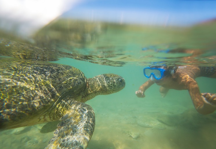 Snorkelen met schildpadden