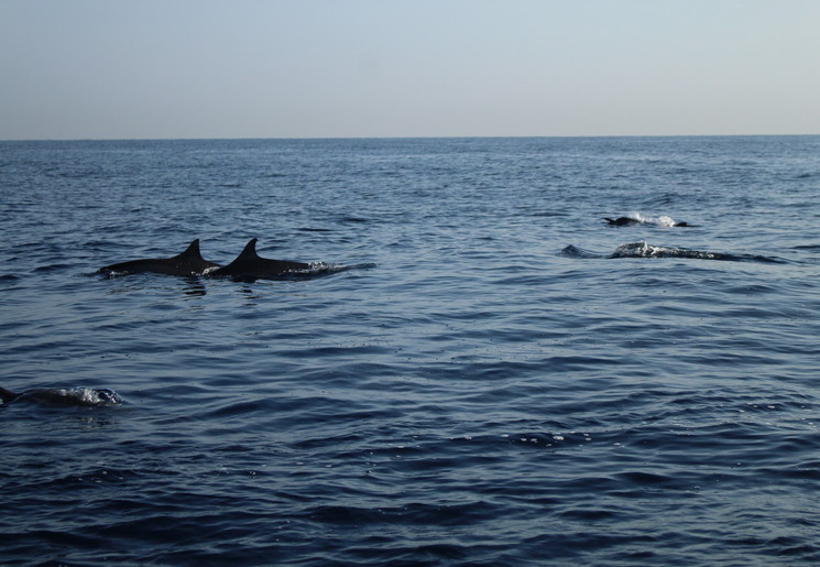 indonesie-bali-lovina-dolfijnen1
