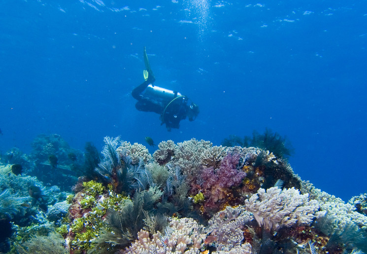 De onderwaterwereld van Nusa Lembongan De onderwaterwereld van Nusa Lembongan