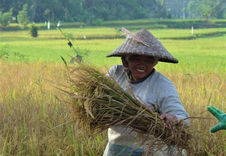 Locals op de rijstvelden van Indonesië