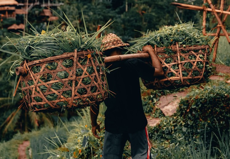 Werken in de rijstvelden van Ubud, Java, Indonesië