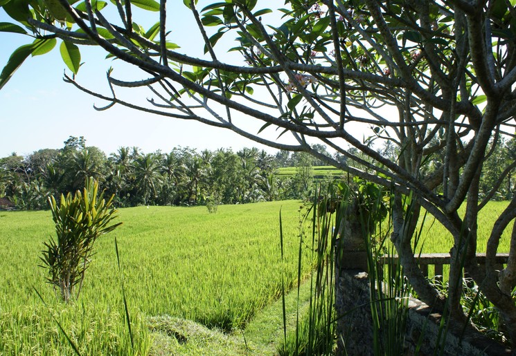 indonesie-bali-ubud-rijstvelden2