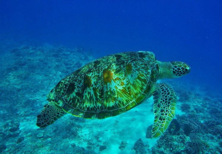 Een zeeschildpad in de wateren rond Gili Air