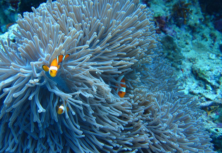 Snorkelen in het water bij Komodo