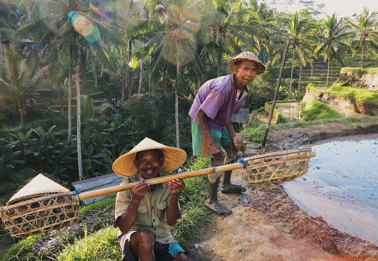 Locals op de rijstvelden van Ubud, Bali
