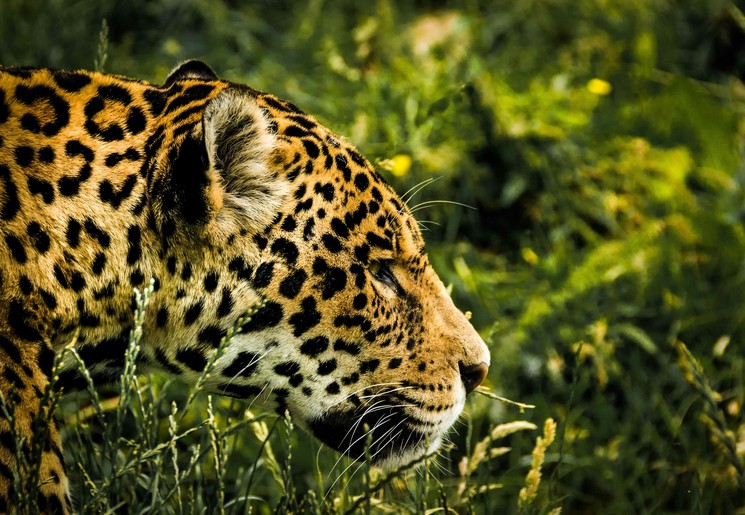 Kans om jaguar te spotten in Madidi Nationaal Park in Bolivia