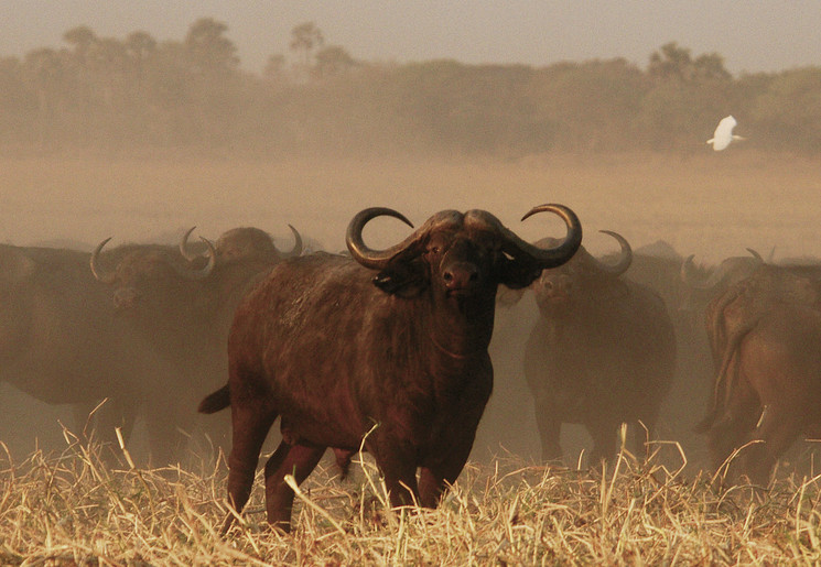 Buffel in Kenia Buffel in Kenia