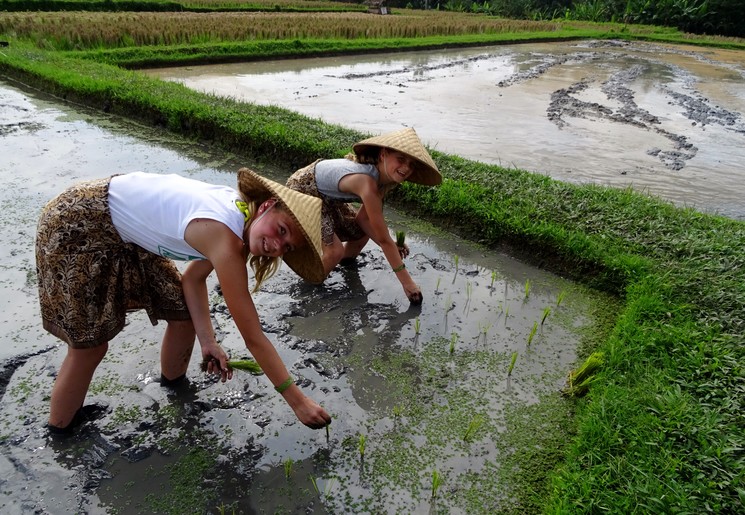 Rijst plukken met de kinderen in Indonesië