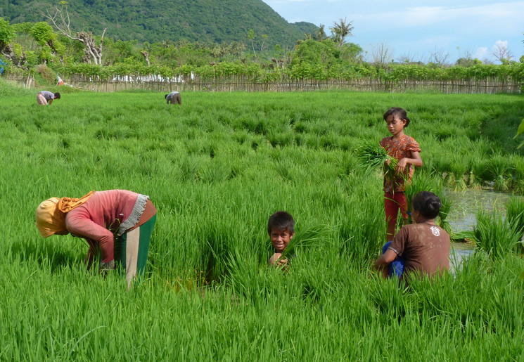 kinderen-rijstvelden-Sumbawa_1