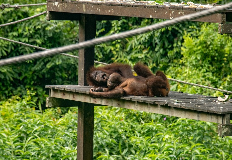 Orang-oetans in Kinabatangan Wildlife Reservaat, Maleisisch Borneo