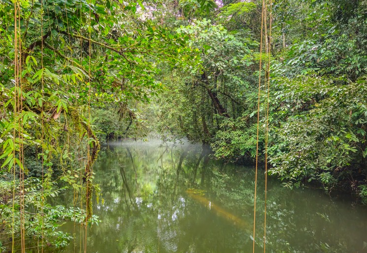 De jungle van Kinabatangan Wildlife Reservaat