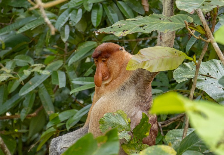 Een neusaap in Kinabatangan Wildlife Reservaat, Maleisisch Borneo