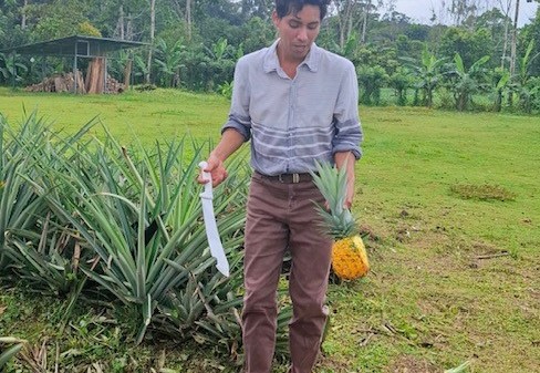 Rondleiding op de ananasplantage in Puerto Viejo de Sarapiquí