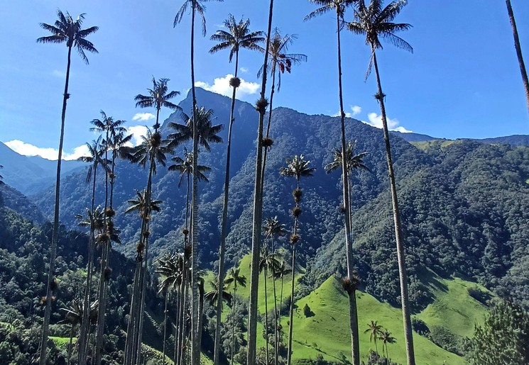 Cocora Vallei, Colombia