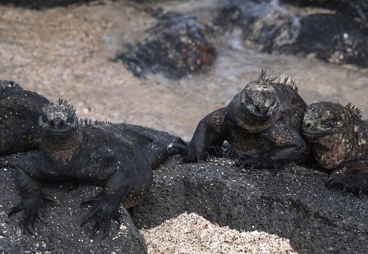 Zeeleguanen op de Galapagoseilanden
