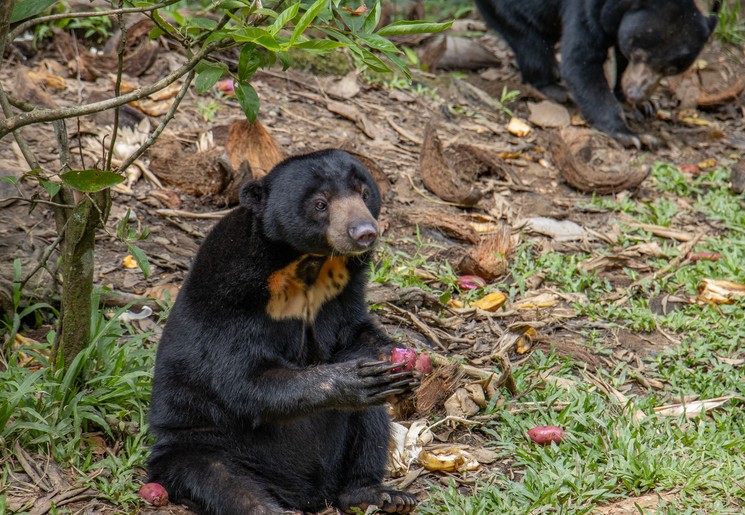 Honingbeer in Kinabatangan Wildlife Reservaat, Maleisisch Borneo