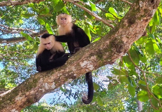 Kapucijner aapjes in Costa Rica