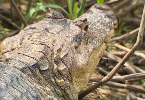 Krokodil in Costa Rica