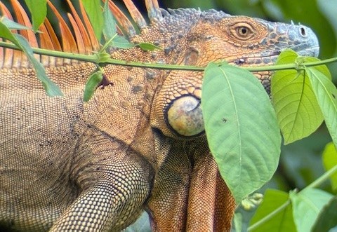 Leguaan in Costa Rica