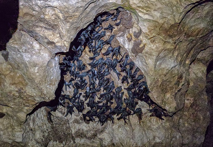 Vleermuizen in de grotten van Mulu National Park, Maleisisch Borneo