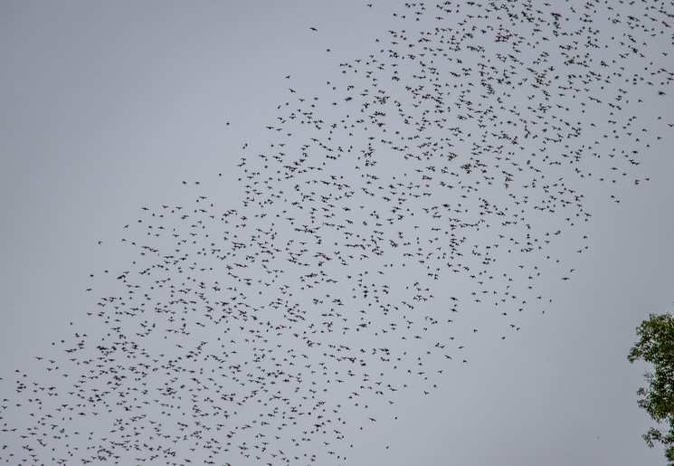 Miljoenen vleermuizen vliegen uit de grotten van Mulu National Park, Maleisisch Borneo