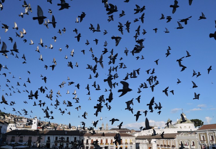 Plaza San Francisco, Quito Ecuador