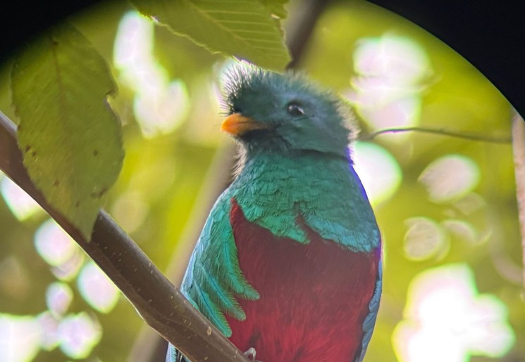 Kleurrijke vogels spotten in Costa Rica